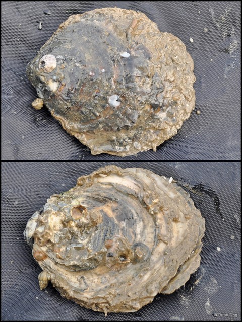 Ostreidae sp. "Oyster B" • © Rene Ong • All Rights Reserved