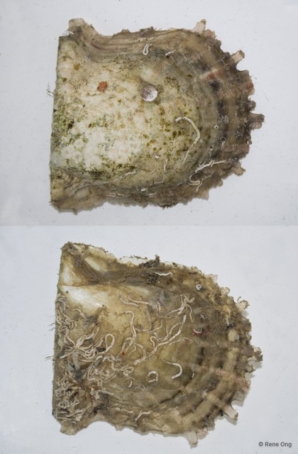 Ostreidae sp. "Oyster C" • © Rene Ong • All Rights Reserved