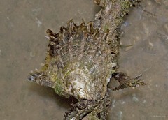 Ostreidae sp. "Oyster"