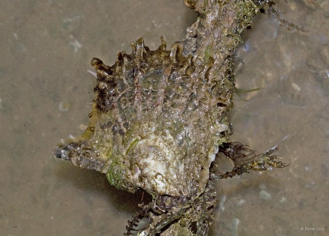 Ostreidae sp. "Oyster" • © Rene Ong • All Rights Reserved