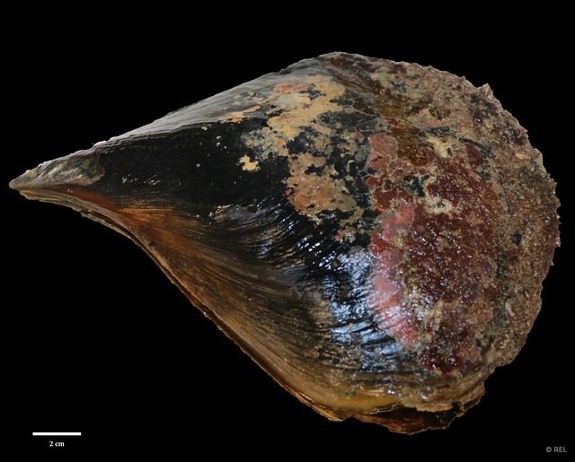 Atrina vexillum