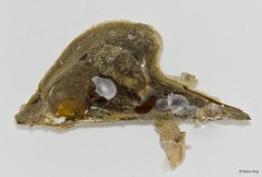 Pteriidae sp. "Winged oyster 1"