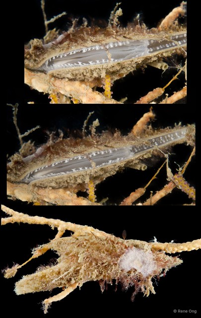 Pteriidae sp. "Winged oyster 2" • © Rene Ong • All Rights Reserved