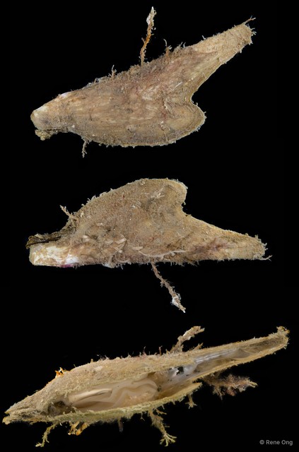 Pteriidae sp. "Winged oyster 3" • © Rene Ong • All Rights Reserved