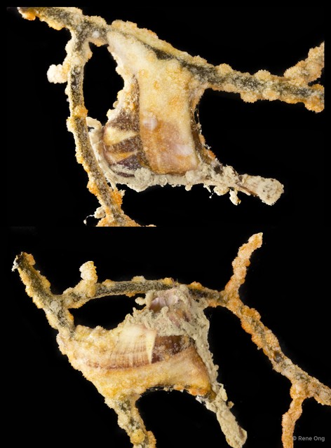 Pteriidae sp. "Winged oyster 4" • © Rene Ong • All Rights Reserved