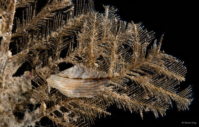 Pterelectroma physoides • © Rene Ong • All Rights Reserved