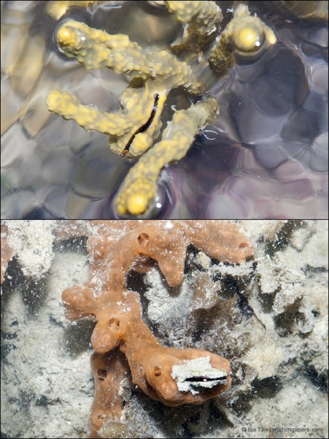 Vulsella sp. "97ccafc1" • © Ria Tan • All Rights Reserved