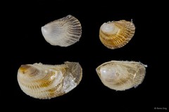 Vulsella sp. "bd1d15fa"
