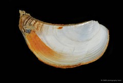 Pandora sp. "bd1d162d"