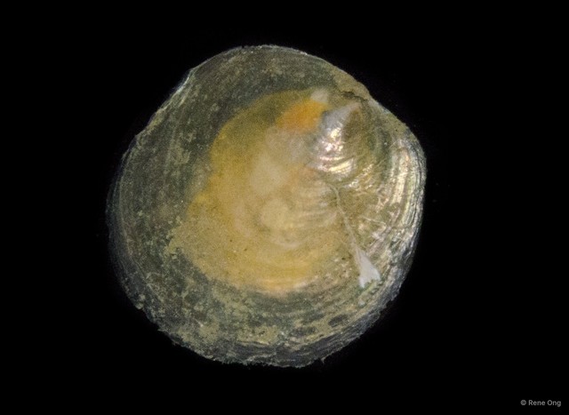 Anomiidae sp. "09f40a9b" • © Rene Ong • All Rights Reserved