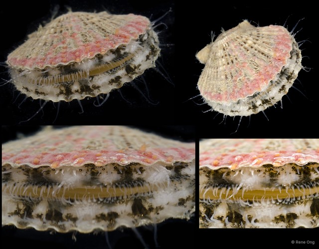 Pectinidae sp. "Scallop" • © Rene Ong • All Rights Reserved
