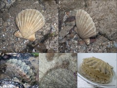 Decatopecten radula • © Ria Tan • All Rights Reserved