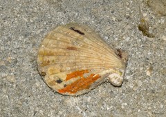 Decatopecten radula • © Rene Ong • All Rights Reserved