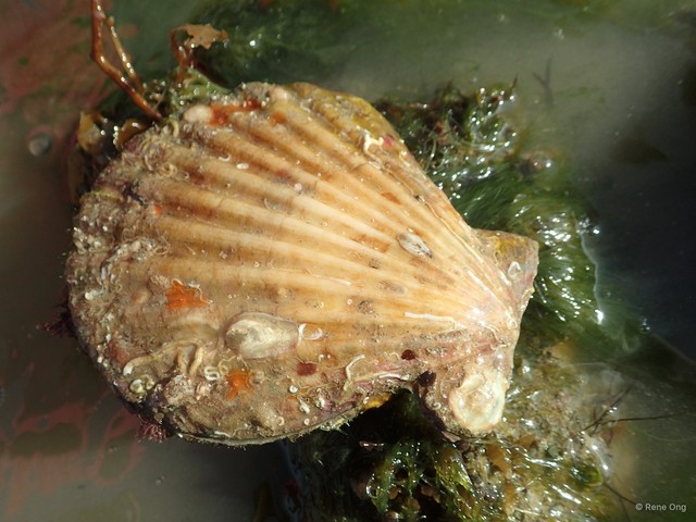 Decatopecten radula