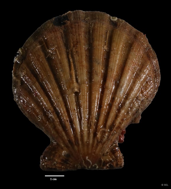 Decatopecten radula