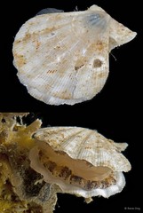 Decatopecten radula • © Rene Ong • All Rights Reserved