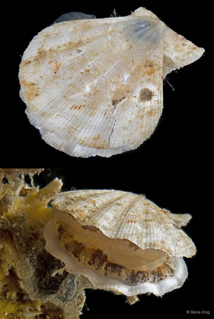 Decatopecten radula • © Rene Ong • All Rights Reserved