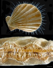 Decatopecten radula • © Rene Ong • All Rights Reserved