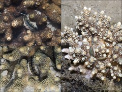 Pedum spondyloideum • © Ria Tan • All Rights Reserved