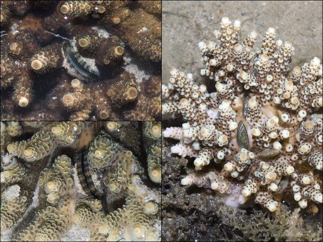 Pedum spondyloideum • © Ria Tan • All Rights Reserved