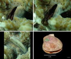 Pedum spondyloideum • © REL • All Rights Reserved