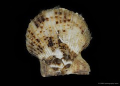 Volachlamys singaporina • © CMBS photography team • All Rights Reserved