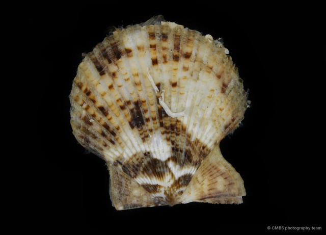 Volachlamys singaporina • © CMBS photography team • All Rights Reserved