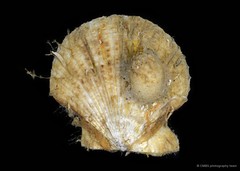 Volachlamys singaporina • © CMBS photography team • All Rights Reserved