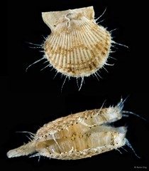 Volachlamys singaporina • © Rene Ong • All Rights Reserved