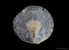 Placuna placenta • © CMBS photography team • All Rights Reserved