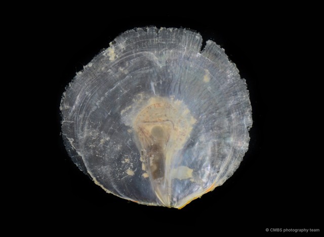Placuna placenta • © CMBS photography team • All Rights Reserved