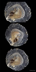 Placuna placenta • © Rene Ong • All Rights Reserved