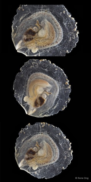 Placuna placenta