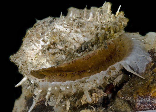 Spondylus sp. "1" • © Rene Ong • All Rights Reserved