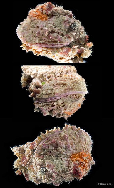Spondylus sp. "10" • © Rene Ong • All Rights Reserved