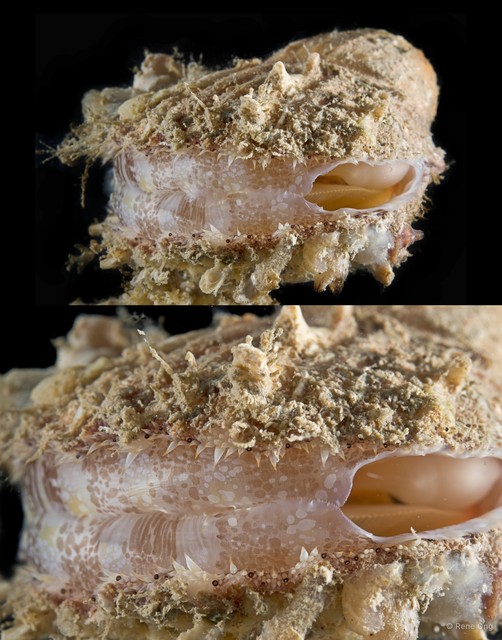 Spondylus sp. "2" • © Rene Ong • All Rights Reserved
