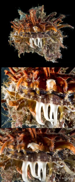 Spondylus sp. "3" • © Rene Ong • All Rights Reserved