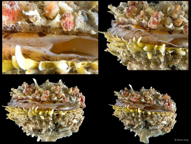 Spondylus sp. "4" • © Rene Ong • All Rights Reserved