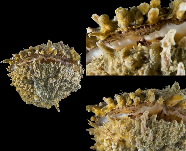 Spondylus sp. "5" • © Rene Ong • All Rights Reserved