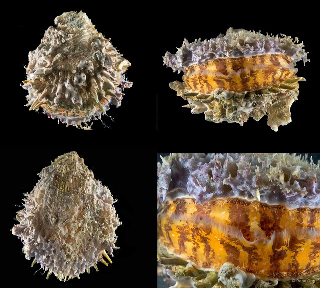 Spondylus sp. "6" • © Rene Ong • All Rights Reserved