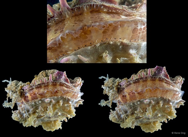 Spondylus sp. "7" • © Rene Ong • All Rights Reserved