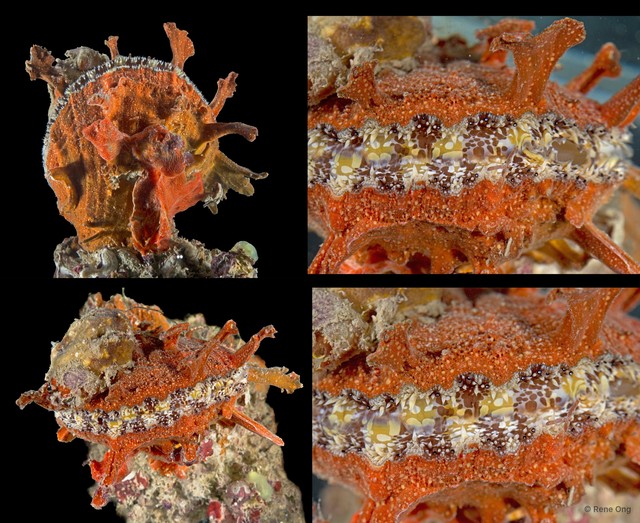 Spondylus sp. "8" • © Rene Ong • All Rights Reserved