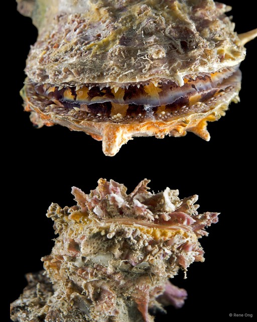 Spondylus sp. "9" • © Rene Ong • All Rights Reserved