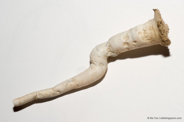 Verpa penis • © Ria Tan • All Rights Reserved