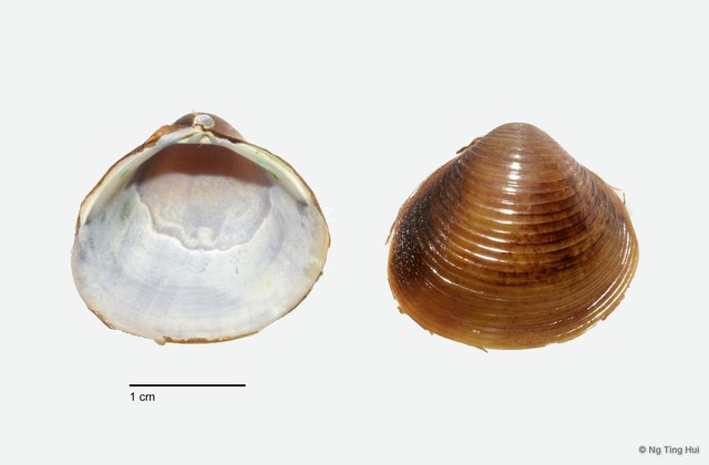 Corbicula sp. "cf. fluminea" • © Ng Ting Hui • All Rights Reserved