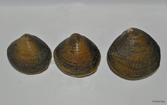 Geloina expansa