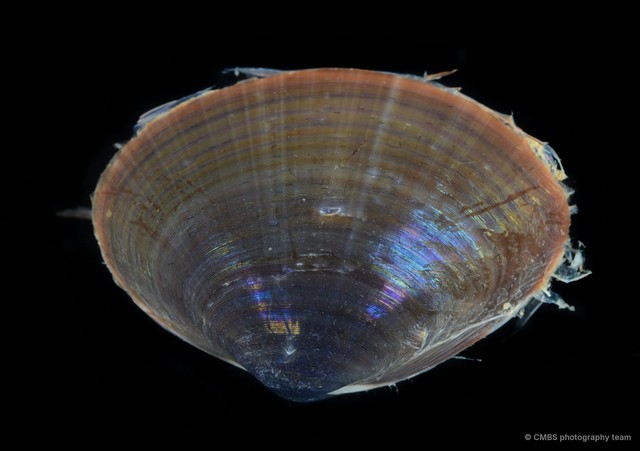 Mactra grandis • © CMBS photography team • All Rights Reserved