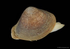 Mactra grandis • © CMBS photography team • All Rights Reserved