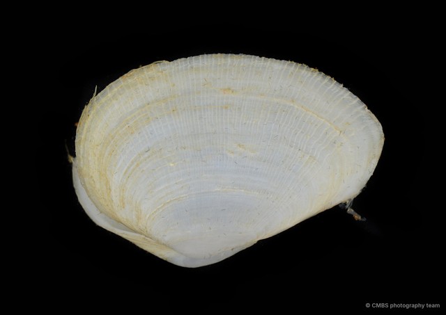 Meropesta nicobarica