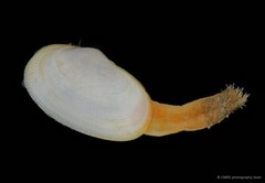 Meropesta nicobarica • © CMBS photography team • All Rights Reserved